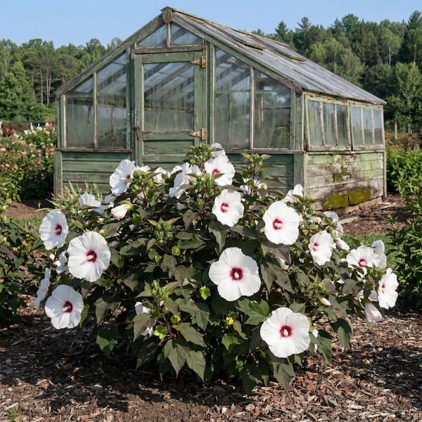 national PLANT NETWORK Bare Root Hibiscus Head Over Heels Dream