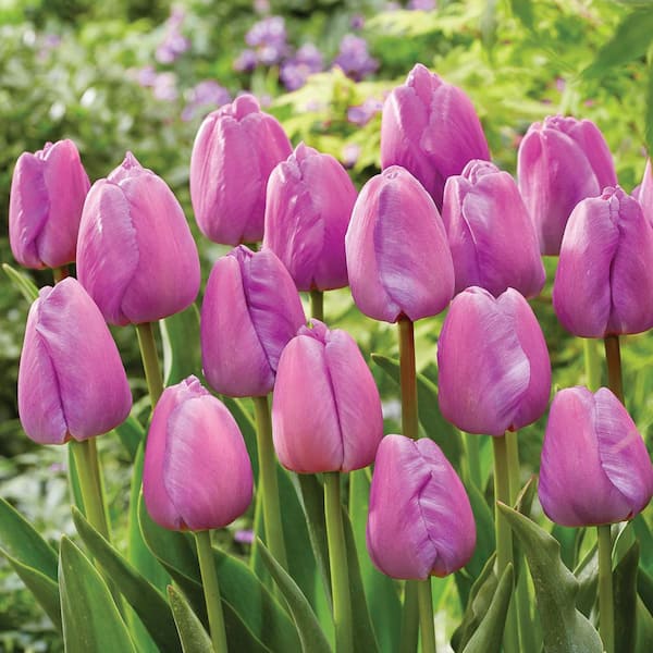 Tulips Purple Pride (Set of 12) Bulbs