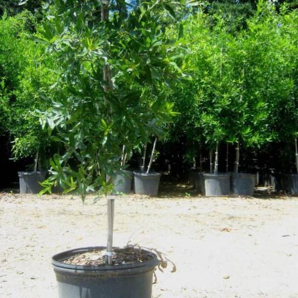 Unbranded 7 Gal. Willow Oak Shade Tree