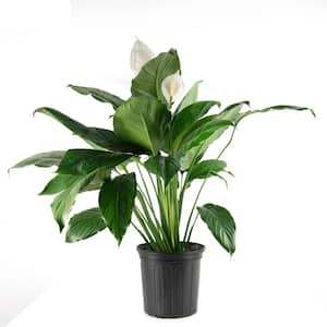 2.5 Qt. Peace Lily Spathiphyllum Plant with White Blooms in Grower Pot
