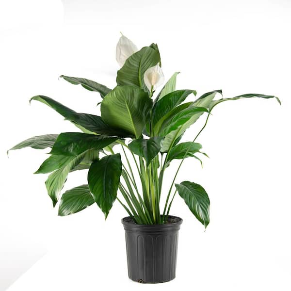 national PLANT NETWORK 2.5 Qt. Peace Lily Spathiphyllum Plant with White Blooms in Grower Pot