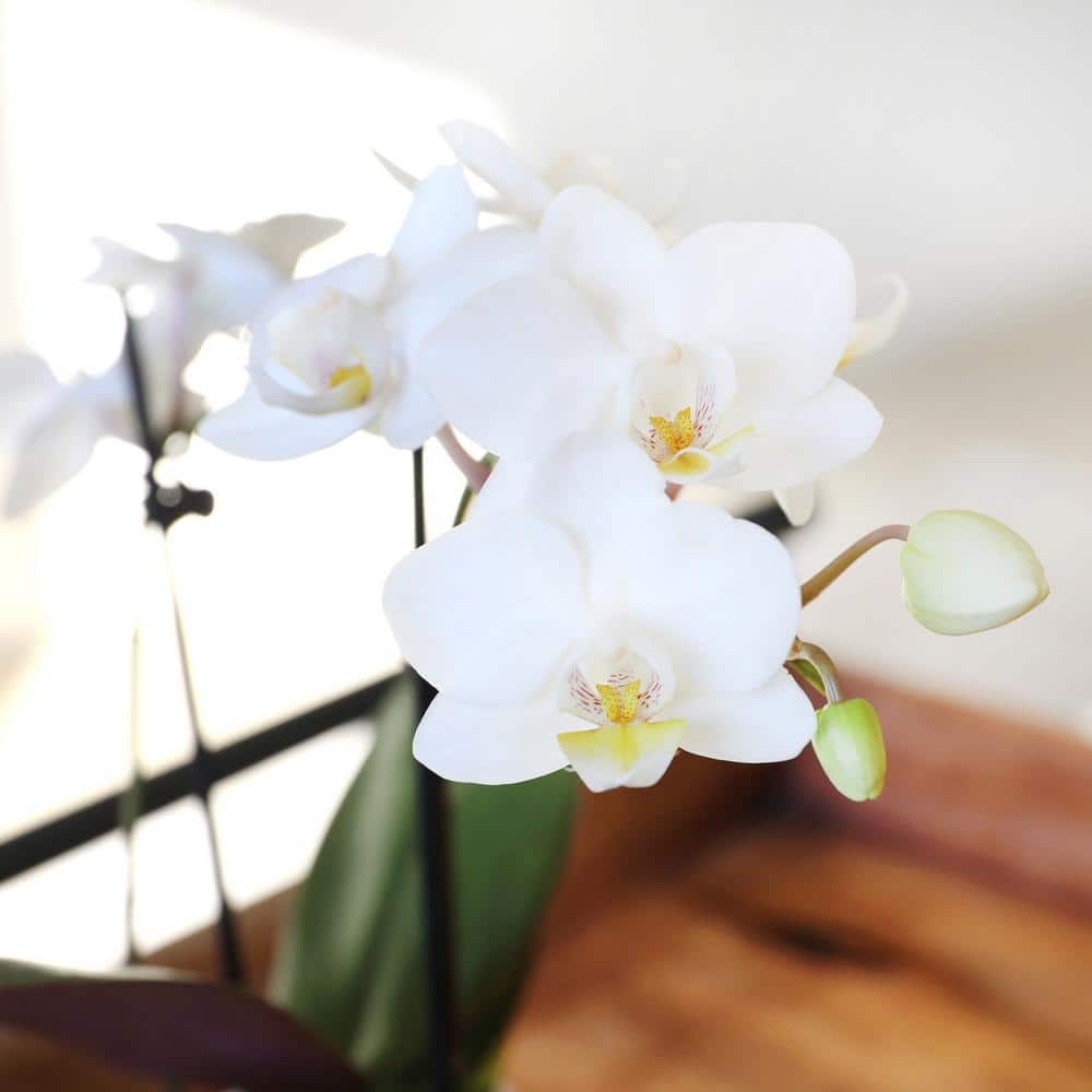 White and Yellow Mini Orchid in Ceramic Pot