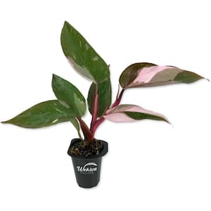 2 in. Pink Princess Philodendron - Live Starter - Philodendron Erubescens - Extremely Rare Indoor Houseplant in Pot