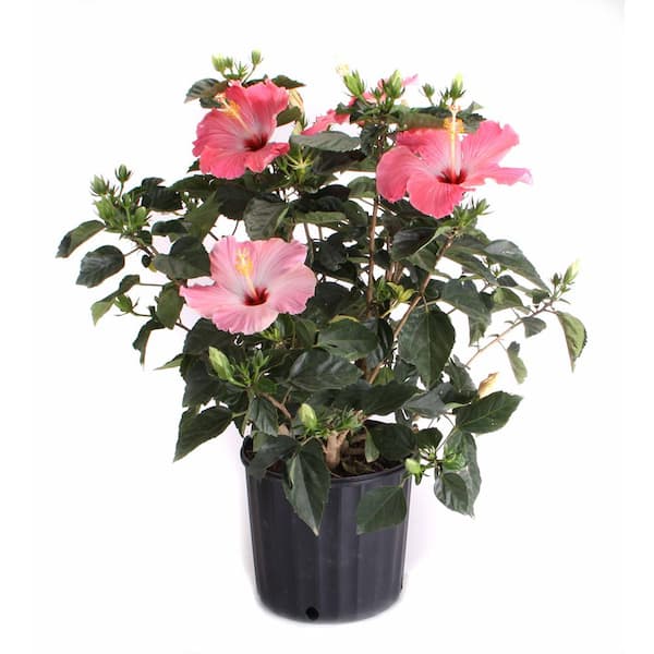 Costa Farms 1.70 Gal. Hibiscus Bush Pink Shrub in Grow Pot