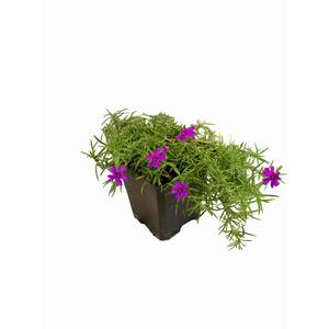 Perennial Phlox Subulata Spring Purple 1.0 Qt. - 2-Pack