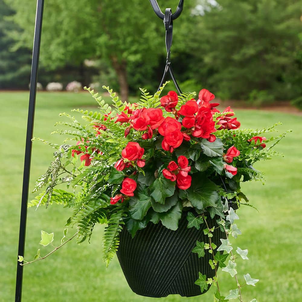 12 in. Begonia Hanging Basket Red Radiance Easy-Care Annual Plant Combo with Red Flowers and Mixed Foliage (1-Pack) price history on PriceWatchPro