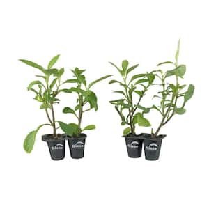 Longevity Spinach - 4 Live Starter Plants - Gynura Procumbens - Grow Your Own Vegetables