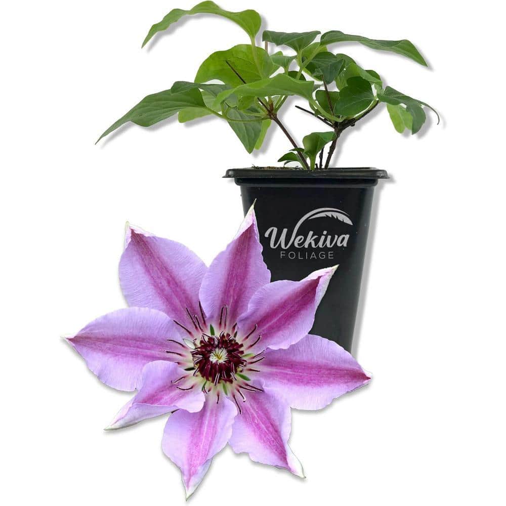 Wekiva Foliage Clematis Nelly Moser-Live Starter Plant in a 2 Inch