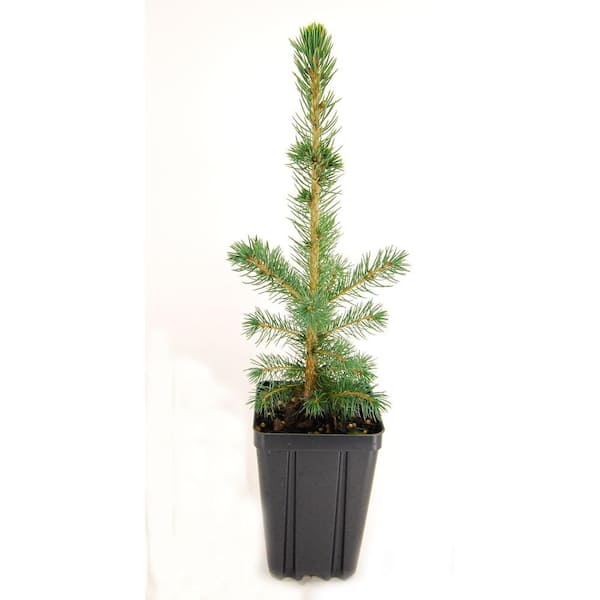 Evergreen Nursery Colorado Spruce Potted Evergreen Tree