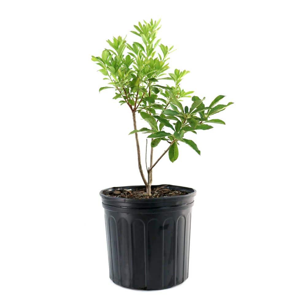 national PLANT NETWORK 3 gal. Native Azalea Tangerine Live Shrub