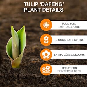 12/+ cm, Dafeng Darwin Hybrid Tulip Bulbs, Orange (Bag of 100)