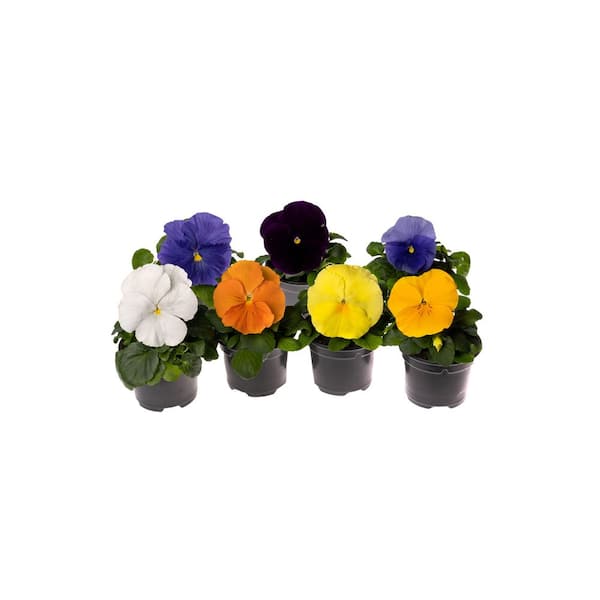 Unbranded 1.27 qt. Delta Mix Pure Pansy Plant in Assorted Colors (6-Pack)