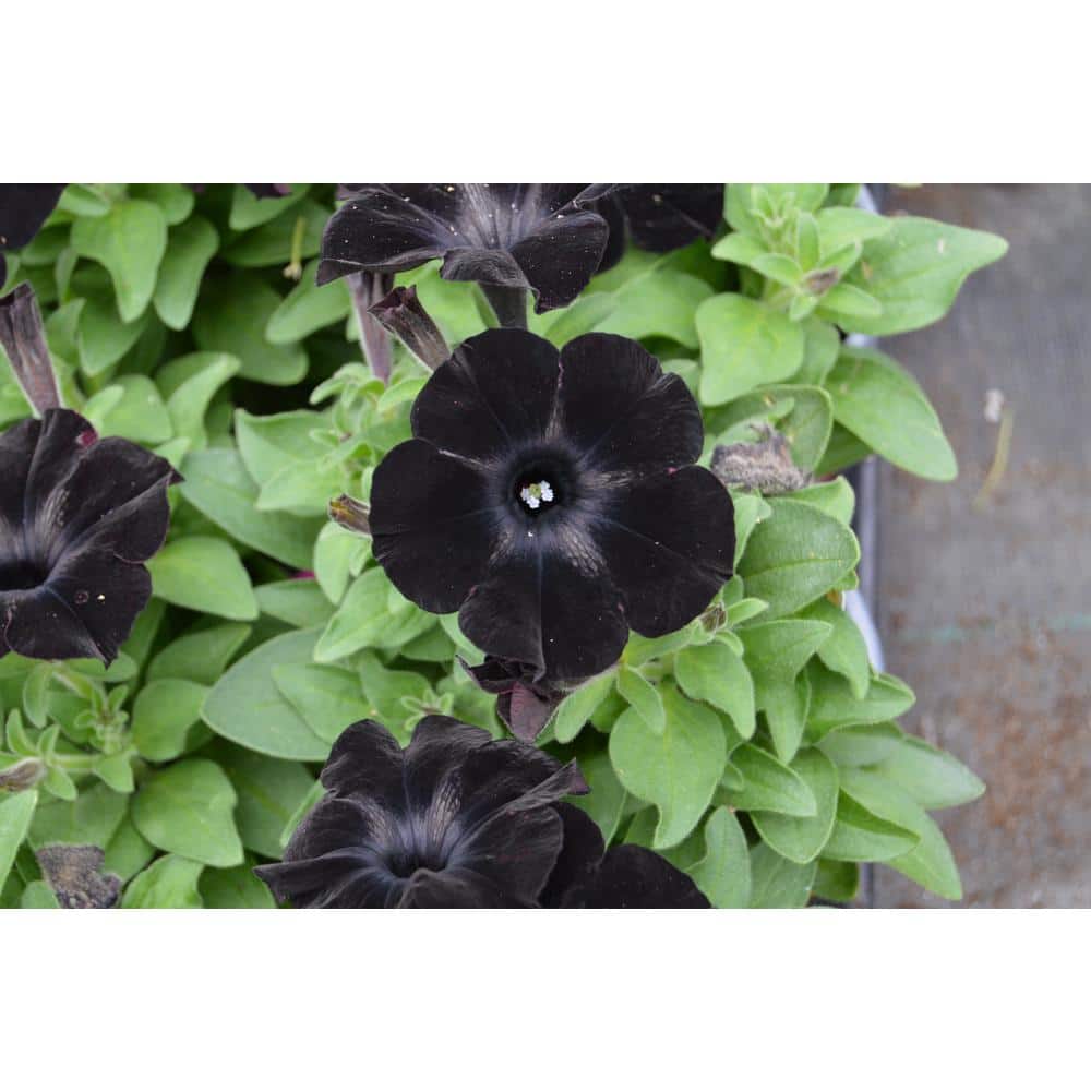 1.27 Qt. Sophistica Blackberry Petunia Plant (6-Pack) 601348 - The