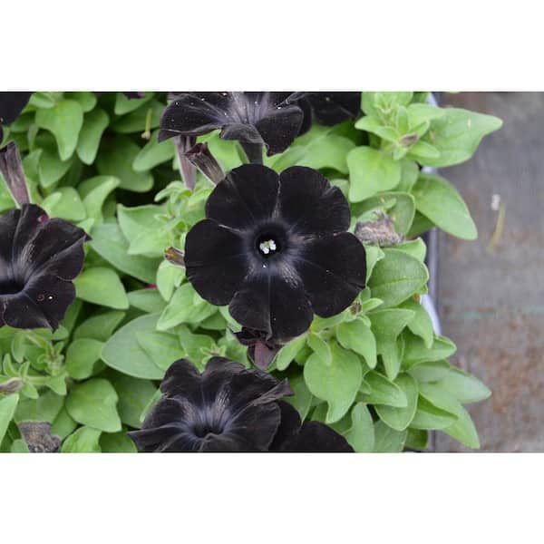 Unbranded 1.27 Qt. Sophistica Blackberry Petunia Plant (6-Pack)