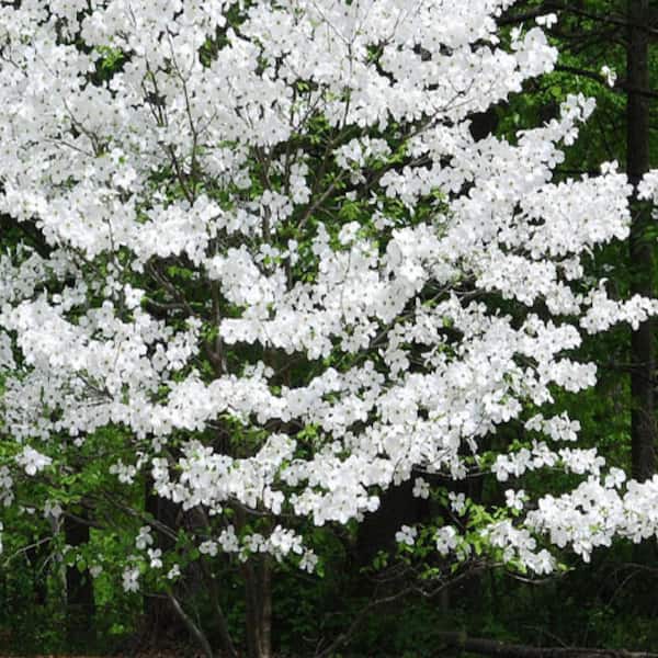 Unbranded 5 Gal. Appalachian Mist Dogwood Flowering Deciduous Tree with White Flowers