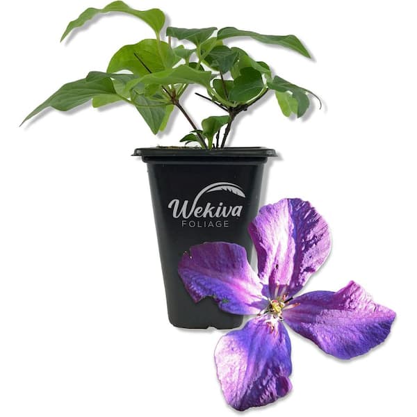 Clematis Polish Spirit-Live Starter Plant in a 2 Inch Growers Pot-Starter Plants-Rare Clematis for Collectors