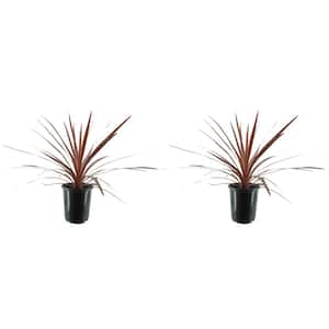 Annual Grass Cordyline australis Red Star 2.5 QT - (2-Pack)