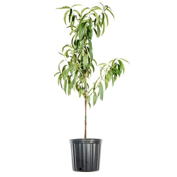 Perfect Plants Early Elberta Peach Tree in 5 Gal. Growers Pot, 4-5 ft.