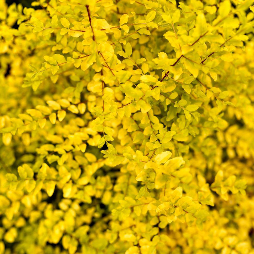 3 Gallon Sunshine Ligustrum Chartreuse Shrub