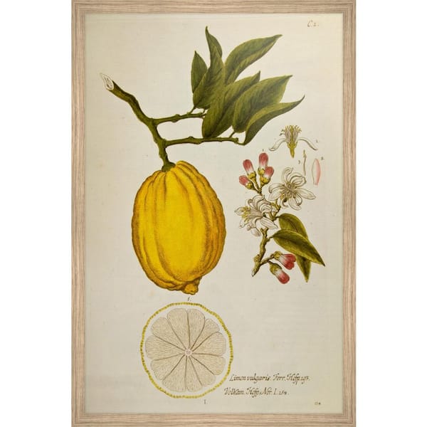 Unbranded "Limon Vulgaris" by Marmont Hill Framed Food Art Print 24 in. x 16 in.