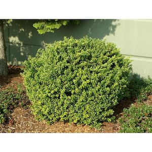 1 Gal. Convexa Holly Shrub With Extremely Dense Foliage Perfect For Topiary and Low Hedge