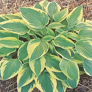1.5 Gal. Wide Brim Variegated Hosta Plant with White Blooms