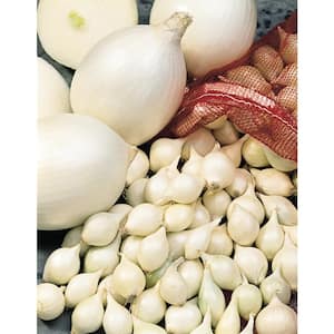 White Onion Sets 80 Ct Bag