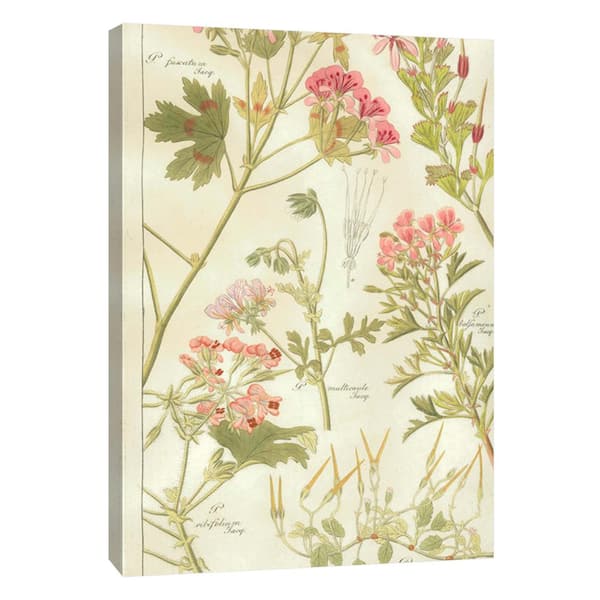 PTM Images 12 in. x 10 in. ''Geraniaceae Plate 323'' Printed Canvas Wall Art