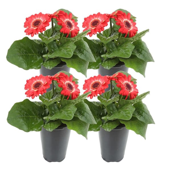 Costa Farms Red Gerbera Outdoor Flowers in 1 Qt. Grower Pot, Avg. Shipping Height 11 in. Tall (4-Pack)