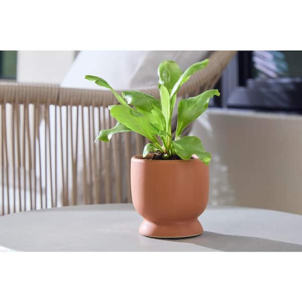 3 in. Arvin Small Terracotta Ceramic Planter (3 in. D x 2.8 in. H)