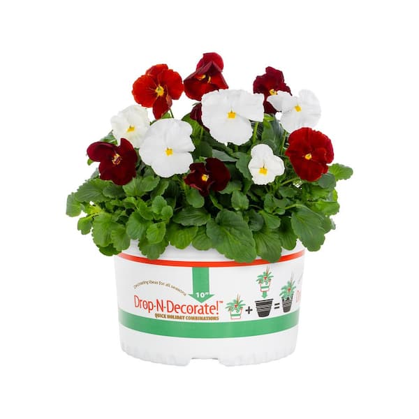 METROLINA GREENHOUSES 1.5 Gal. Drop N Decorate Holiday Pansy Mix Annual Plant (1-Pack)