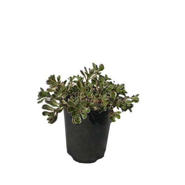 Zeus & Ruta Sedum Spurium 'Tricolor Plants Deer Resistant Pet-Safe Trailing in Pots (5-Pack)