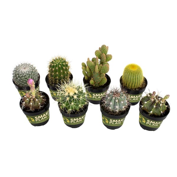 SMART PLANET 2.5 in. Cactus Collection Plant (8-Pack)
