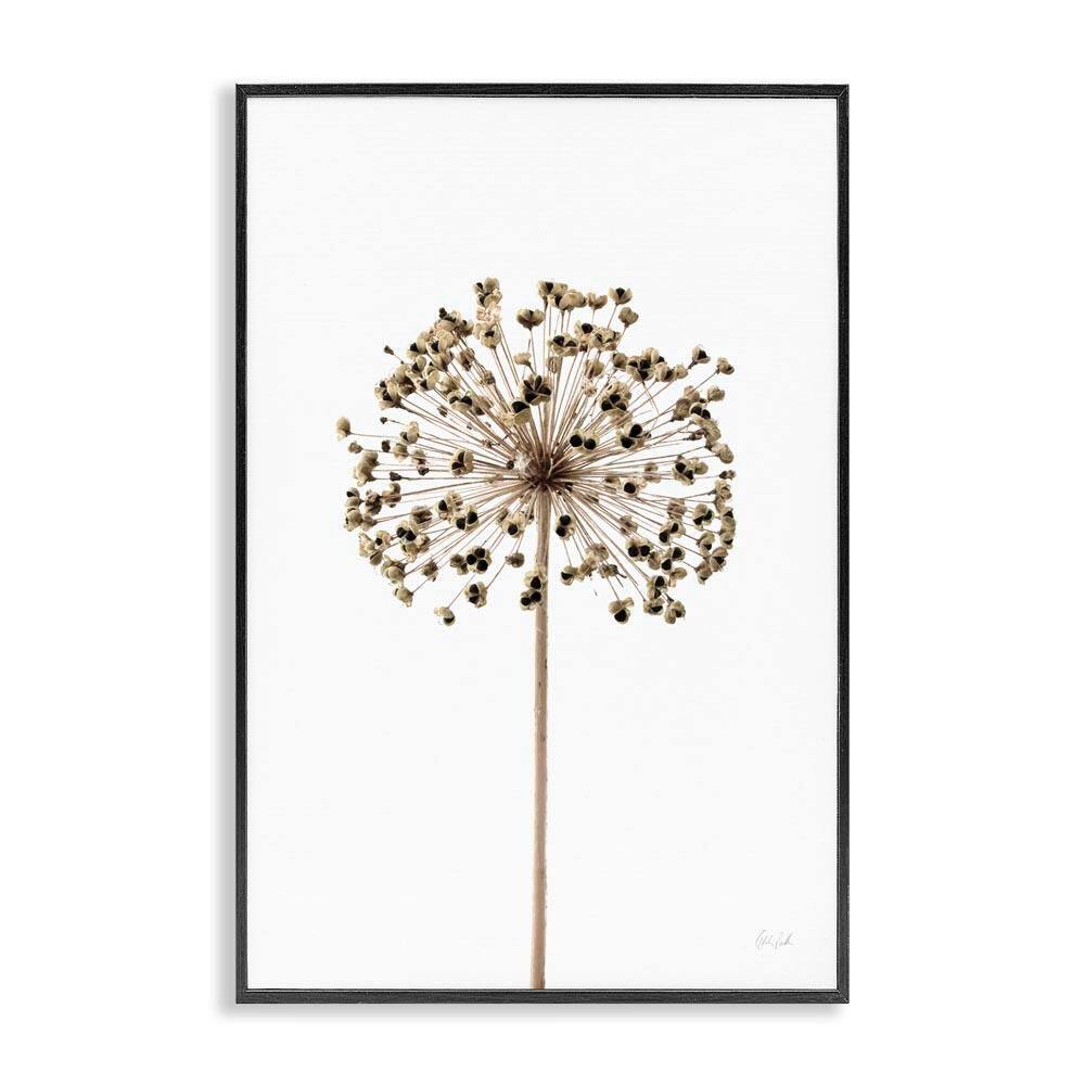 Minimal Allium Bud by Deborah Revell Black Framed Nature Giclee Art Print 30 in. x 20 in. price history on PriceWatchPro