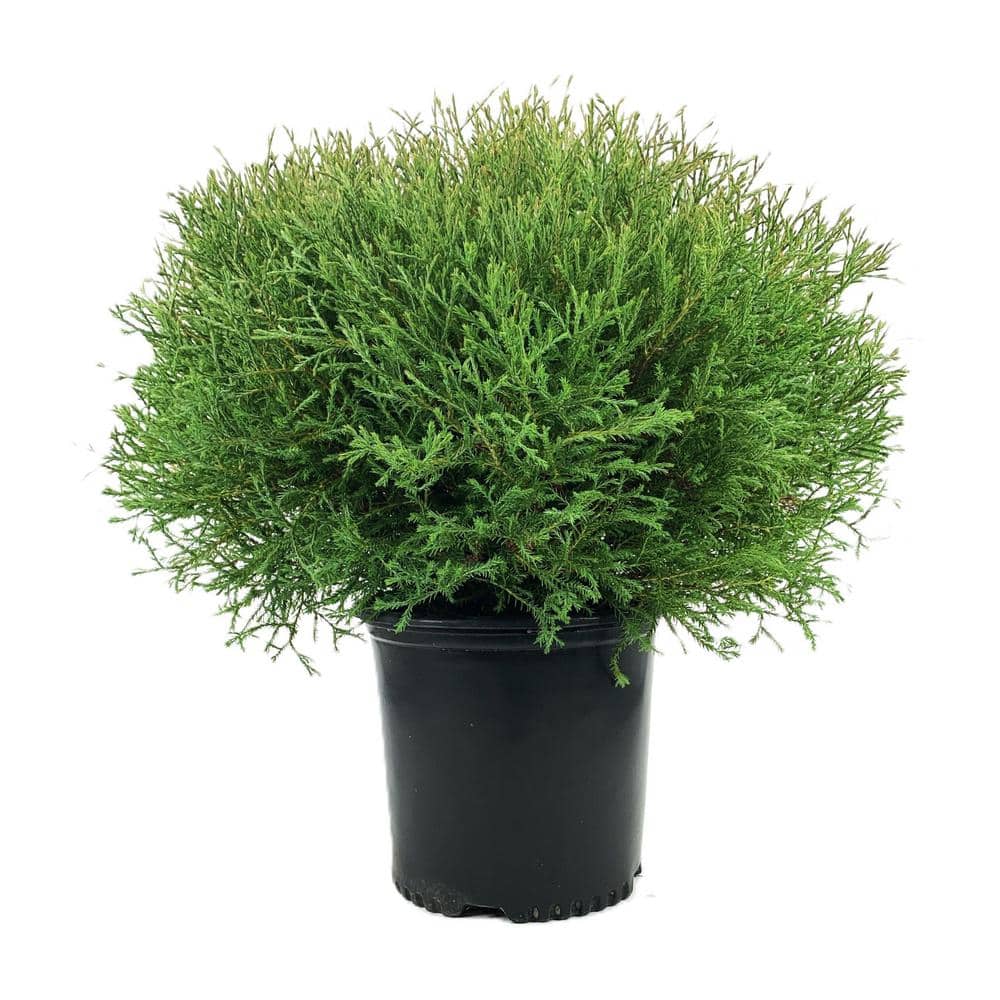 2.25 Gal. Mr. Bowling Ball Arborvitae (Thuja) Live Shrub 884203