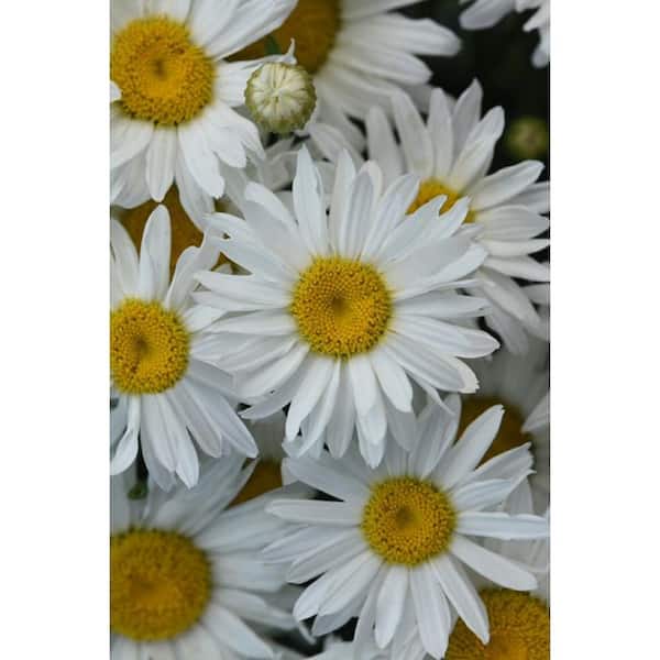 Unbranded 2 Gal. Perennial Shasta Daisy Plant