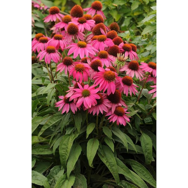 BELL NURSERY 2 Gal. Color Pot Echinacea Purple Live Perennial Plant (1-Pack)