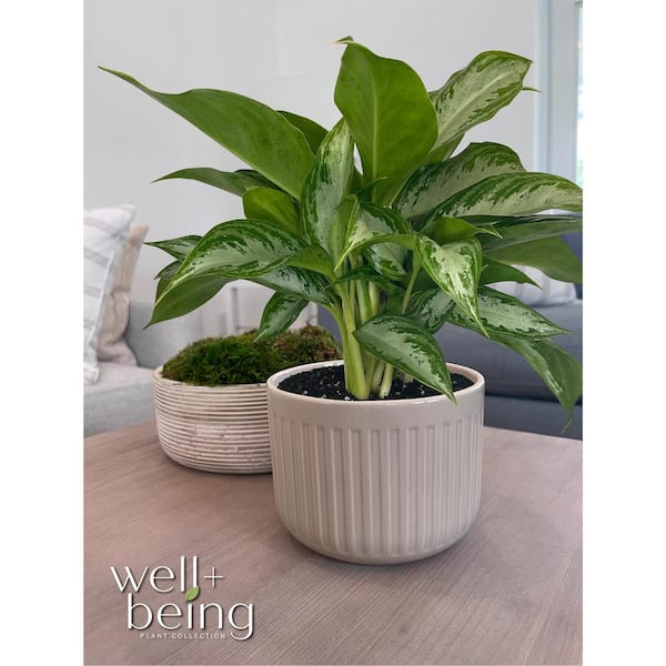 米山舞　everlasting plants NATURE'S WAY FARMS Aglaonema Crystal Bay Live Indoor Plant