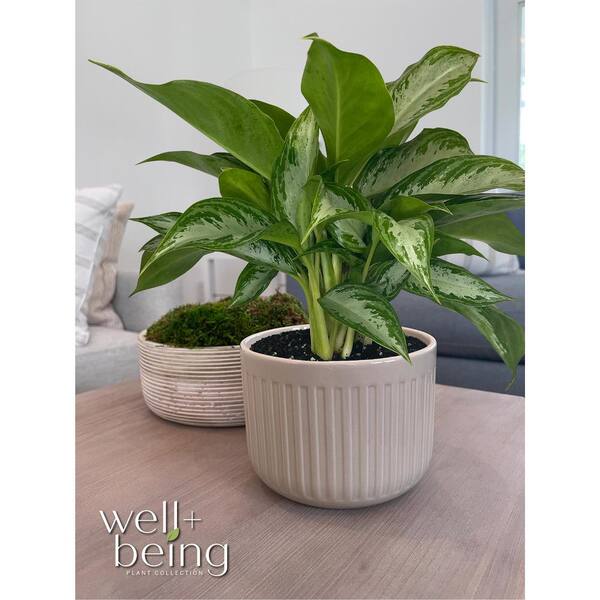 NATURE'S WAY FARMS Aglaonema Crystal Bay Live Indoor Plant