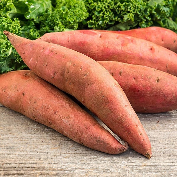 Sweet Potato Beuaregard Bareroot Starter Plants (12-Pack)