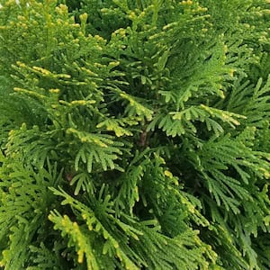 2.5 Gal - Emerald Green Arborvitae(Thuja) Live Evergreen Shrub/Tree, Green Foliage