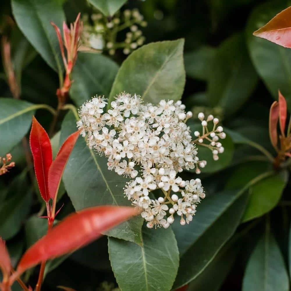 Red Robin Photinia White Flowering Shrub in 6-Inch Planter