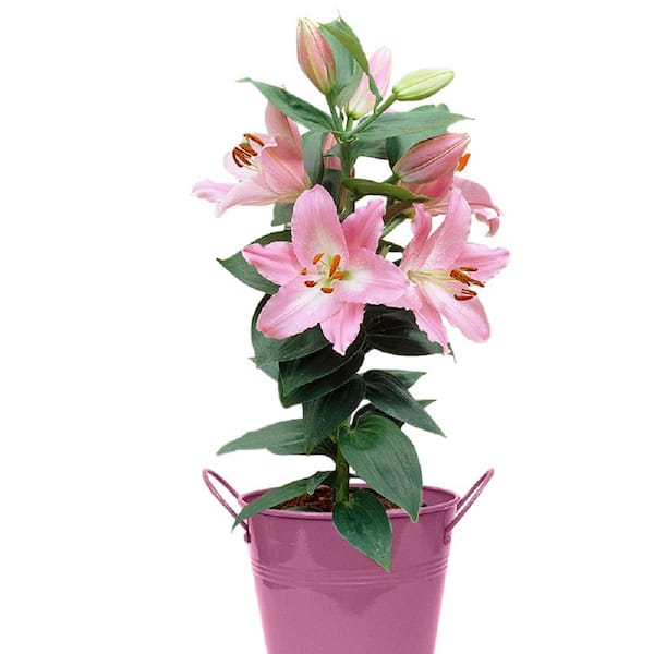 VAN ZYVERDEN Patio Lily Souvenir with Pink Metal Planter and Growers Pot