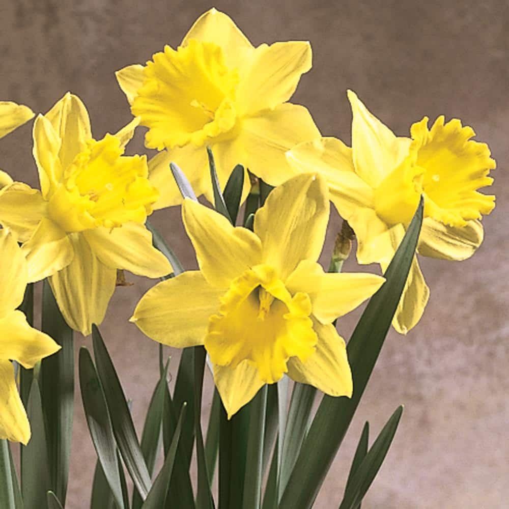 Field Daffodils:Fresh Daffodils