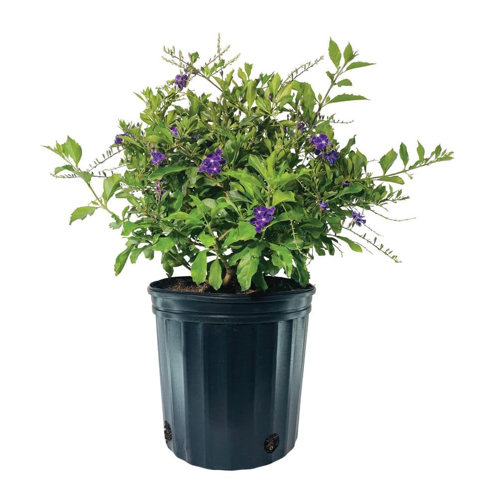 1.72 Gallon Sapphire Duranta Flowering Shrub with Purple Blooms (1-Pack) price history on PriceWatchPro