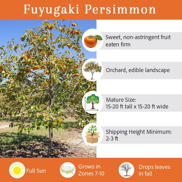 5 Gal. Fuyugaki Persimmon Tree