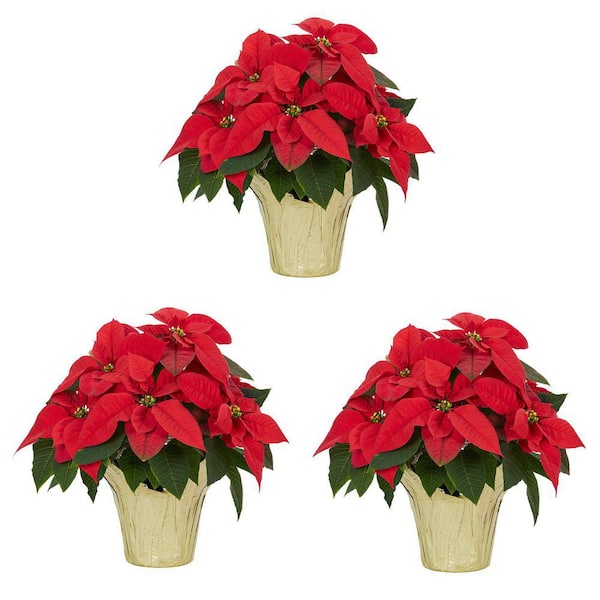 METROLINA GREENHOUSES 5 in. Live Christmas Red Poinsettia with Gold Foil Holiday Plant (3-Pack)