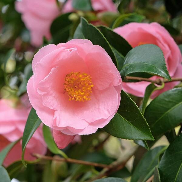 camellia pink national PLANT NETWORK 3 gal. Camellia Sasanqua Pink Icicle Shrub