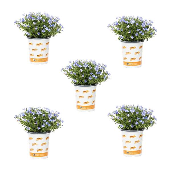 Vigoro 1 Qt. Lithodora Star White Perennial Plant (5-Pack) 4471 - The ...