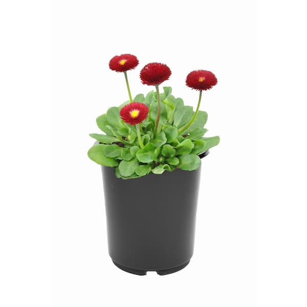 Unbranded Perennial Bellis Mix 2.5 qt.